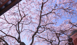 なりひら桜