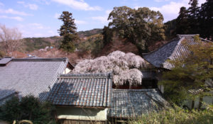 なりひら桜